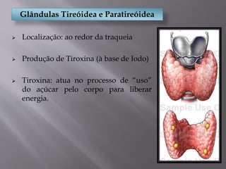 Glândulas Tireóidea e Paratireóidea
 Localização: ao redor da traqueia
 Produção de Tiroxina (à base de Iodo)
 Tiroxina: atua no processo de “uso”
do açúcar pelo corpo para liberar
energia.
 