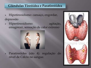 Glândulas Tireóidea e Paratireóidea
 Hipotireoidismo: cansaço, engordar,
depressão
 Hipertireoidismo: agitação,
emagrecer, sensação de calor extremo
 Paratireóides (são 4): regulação do
nível de Cálcio no sangue.
 