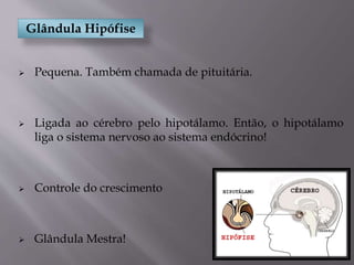 Glândula Hipófise
 Pequena. Também chamada de pituitária.
 Ligada ao cérebro pelo hipotálamo. Então, o hipotálamo
liga o sistema nervoso ao sistema endócrino!
 Controle do crescimento
 Glândula Mestra!
 