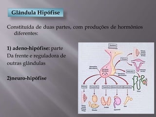 Glândula Hipófise
Constituída de duas partes, com produções de hormônios
diferentes:
1) adeno-hipófise: parte
Da frente e reguladora de
outras glândulas
2)neuro-hipófise
 