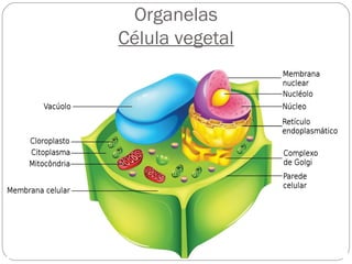 Organelas
Célula vegetal
 