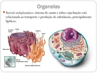 Organelas
Retículo endoplasmático: sistema de canais e tubos cuja função está
relacionada ao transporte e produção de substâncias, principalmente
lipídeos.
 