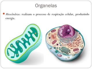 Organelas
Mitocôndrias: realizam o processo de respiração celular, produzindo
energia.
 