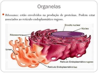 Organelas
Ribossomos: estão envolvidos na produção de proteínas. Podem estar
associados ao retículo endoplasmático rugoso.
 