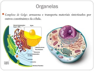 Organelas
Complexo de Golgi: armazena e transporta materiais sintetizados por
outros constituintes da célula.
 