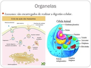 Organelas
Lisossomos: são encarregados de realizar a digestão celular.
 
