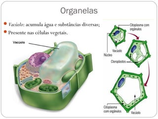 Organelas
Vacúolo: acumula água e substâncias diversas;
Presente nas células vegetais.
 