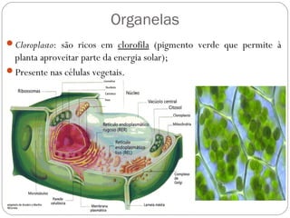 Organelas
Cloroplasto: são ricos em clorofila (pigmento verde que permite à
planta aproveitar parte da energia solar);
Presente nas células vegetais.
 