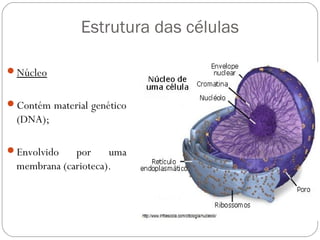 Estrutura das células
Núcleo
Contém material genético
(DNA);
Envolvido por uma
membrana (carioteca).
 