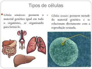 Tipos de células
Células somáticas: possuem o
material genético igual em todo
o organismo, se organizando
para formá-lo.
• Células sexuais: possuem metade
do material genético e se
relacionam diretamente com a
reprodução sexuada.
 