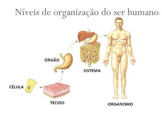Níveis de organização do ser humano
 