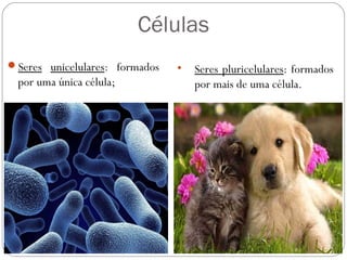 Células
Seres unicelulares: formados
por uma única célula;
• Seres pluricelulares: formados
por mais de uma célula.
 
