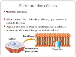 Estrutura das células
Membrana plasmática
Película muito fina, delicada e elástica, que envolve o
conteúdo da célula;
 Regula a passagem e a troca de substancias entre a célula e o
meio em que ela se encontra (permeabilidade seletiva).
 