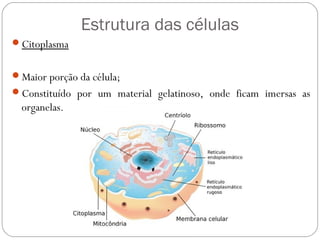 Estrutura das células
Citoplasma
Maior porção da célula;
Constituído por um material gelatinoso, onde ficam imersas as
organelas.
 