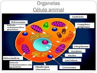 Organelas
Célula animal
 