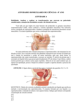 ATIVIDADES DOMICILIARES DE CIÊNCIAS - 8º ANO
ATIVIDADE 4
Habilidade: Analisar e explicar as transformações que ocorrem na puberdade
considerando a atuação dos hormônios sexuais e do sistema nervoso.
Você sabe em que órgãos do corpo humano são produzidos os gametas masculinos
(espermatozoide)? Então, vamos conhecer o sistema reprodutor masculino! Nos testículos
ocorre a produção de espermatozoides e também a produção de testosterona (hormônio sexual
masculino). É no ducto epidídimo que ocorre a maturação dos espermatozoides.
Os canais deferentes têm a função armazenar os espermatozoides e de transporta-los em
direção à uretra. Já as vesículas seminais são glândulas responsáveis por secretar um fluído que
tem a função de neutralizar a acidez da uretra masculina, para que, desta forma, os
espermatozoides não sejam neutralizados e possam ser nutridos. É através da próstata que é
secretado um líquido leitoso que possui aproximadamente 25% de sêmen. E por último, o pênis
(uretra) permite que o sêmen e urina sejam expelidos. Além de ser um canal condutor que, no
aspecto da reprodução, possui a função de conduzir e expelir o esperma durante o processo de
ejaculação.
ATENÇÃO: A figura abaixo servirá de base para a resolução das questões 10, 11 e 12.
QUESTÃO 01. Dentro da vesícula ou glândula seminal é produzido um líquido que auxilia na
nutrição e movimentação dos espermatozoides. O conjunto formado por esse líquido e os
espermatozoides e chamado de sêmen e tem aspecto leitoso. Indique qual número corresponde
a localização da vesícula seminal.
a) 6
b) 5
c) 4
d) 3
 