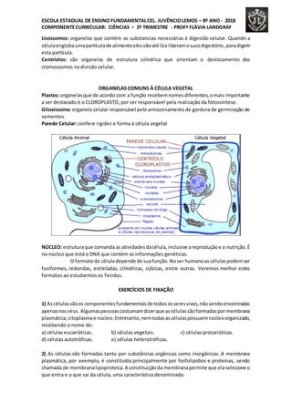 ESCOLA ESTADUAL DE ENSINO FUNDAMENTALCEL. JUVÊNCIOLEMOS – 8º ANO - 2018
COMPONENTECURRICULAR: CIÊNCIAS – 2º TRIMESTRE - PROFª FLÁVIA LANDGRAF
Lisossomos: organelas que contém as substancias necessárias à digestão celular. Quando a
célulaenglobaumapartículade alimentoelesvãoaté láe liberamosucodigestório,paradigerir
esta partícula.
Centríolos: são organelas de estrutura cilíndrica que orientam o deslocamento dos
cromossomos na divisão celular.
ORGANELAS COMUNS À CÉLULA VEGETAL
Plastos: organelasque de acordo com a função recebemnomesdiferentes,omais importante
a ser destacado é o CLOROPLASTO, por ser responsável pela realização da fotossíntese.
Glioxissoma: organela celular responsável pelo armazenamento de gordura de germinação de
sementes.
Parede Celular: confere rigidez e forma à célula vegetal
NÚCLEO: estruturaque comanda as atividadesdacélula,inclusive areproduçãoe a nutrição.É
no núcleo que está o DNA que contém as informações genéticas.
O formatoda céluladepende de suafunção.Noser humanoas célulaspodemser
fusiformes, redondas, estreladas, cilíndricas, cúbicas, entre outras. Veremos melhor estes
formatos ao estudarmos os Tecidos.
EXERCÍCIOS DE FIXAÇÃO
1) Ascélulassãooscomponentesfundamentaisde todososseresvivos,nãosendoencontradas
apenasnosvírus. Algumaspessoascostumamdizerque ascélulassãoformadaspormembrana
plasmática,citoplasmae núcleo.Entretanto,nemtodasascélulaspossuemnúcleoorganizado,
recebendo o nome de:
a) células eucarióticas. b) células vegetais. c) células procarióticas.
d) células autotróficas. e) células heterotróficas.
2) As células são formadas tanto por substâncias orgânicas como inorgânicas. A membrana
plasmática, por exemplo, é constituída principalmente por fosfolipídios e proteínas, sendo
chamada de membranalipoproteica.A constituiçãoda membranapermite que elaselecione o
que entra e o que sai da célula, uma característica denominada:
 