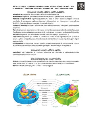 ESCOLA ESTADUAL DE ENSINO FUNDAMENTALCEL. JUVÊNCIOLEMOS – 8º ANO - 2018
COMPONENTECURRICULAR: CIÊNCIAS – 2º TRIMESTRE - PROFª FLÁVIA LANDGRAF
ORGANELAS COMUNS À CÉLULA ANIMAL E VEGETAL
Mitocôndrias: organelas responsáveis pela obtenção de energia.
Ribossomos: organelas que participam na síntese proteica (produção de proteínas).
Retículo endoplasmático: organelas que são uma rede de canais responsáveis pela síntese e
circulação de compostos orgânicos. Quando está associado aos ribossomos é chamado de
RUGOSO. Quando não está associado é chamado de LISO.
Complexo de Golgi: organela responsável pelo armazenamento e transporte de compostos
orgânicos.
Peroxissomos: são organelas membranosas formando vesículas arredondadas (bolhas), cuja
funçãoestárelacionadaaoarmazenamentode enzimasque eliminamoperóxidode hidrogênio.
Vacúolos: organelas que armazenam diversas substâncias (água, pigmentos...).
Lisossomos: organelas que contém as substancias necessárias à digestão celular. Quando a
célulaenglobaumapartículade alimentoelesvãoaté láe liberamosucodigestório,paradigerir
esta partícula.
Citoesqueleto: conjunto de fibras e túbulos proteicos existente no citoplasma de células
eucarióticas, responsável por sua sustentação e pela movimentação de organelas.
ORGANELAS COMUNS À CÉLULA ANIMAL
Centríolos: são organelas de estrutura cilíndrica que orientam o deslocamento dos
cromossomos na divisão celular.
ORGANELAS COMUNS À CÉLULA VEGETAL
Plastos: organelasque de acordo com a função recebemnomesdiferentes,omais importante
a ser destacado é o CLOROPLASTO, por ser responsável pela realização da fotossíntese.
Parede Celular: confere rigidez e forma à célula vegetal
 