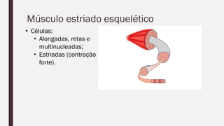 Músculo estriado esquelético
• Células:
• Alongadas, retas e
multinucleadas;
• Estriadas (contração
forte).
 
