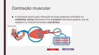 Contração muscular
■ A contração ocorre pela interação de duas proteínas contráteis ou
miofibrilas: actina (filamento fino) e miosina (filamento grosso), que se
repetem no miócito formando o sarcômero.
Miosina
Actina
 