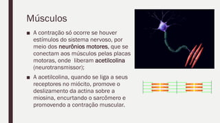 Músculos
■ A contração só ocorre se houver
estímulos do sistema nervoso, por
meio dos neurônios motores, que se
conectam aos músculos pelas placas
motoras, onde liberam acetilcolina
(neurotransmissor);
■ A acetilcolina, quando se liga a seus
receptores no miócito, promove o
deslizamento da actina sobre a
miosina, encurtando o sarcômero e
promovendo a contração muscular.
 