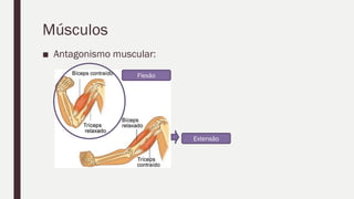 Músculos
■ Antagonismo muscular:
Flexão
Extensão
 