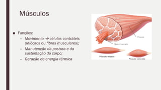Músculos
■ Funções:
– Movimento  células contráteis
(Miócitos ou fibras musculares);
– Manutenção da postura e da
sustentação do corpo;
– Geração de energia térmica
 