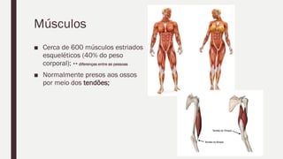 Músculos
■ Cerca de 600 músculos estriados
esqueléticos (40% do peso
corporal); ** diferenças entre as pessoas
■ Normalmente presos aos ossos
por meio dos tendões;
 