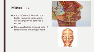 Músculos
■ Cada músculo é formado por
tecido muscular esquelético,
vasos sanguíneos, tendões e
nervos.
■ Músculos faciais: presos à pele 
relacionados à expressão facial
 