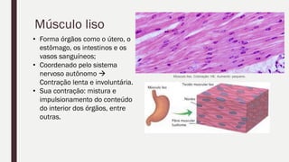 Músculo liso
• Forma órgãos como o útero, o
estômago, os intestinos e os
vasos sanguíneos;
• Coordenado pelo sistema
nervoso autônomo 
Contração lenta e involuntária.
• Sua contração: mistura e
impulsionamento do conteúdo
do interior dos órgãos, entre
outras.
Músculo liso. Coloração: HE. Aumento: pequeno.
 