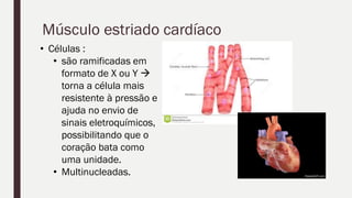 Músculo estriado cardíaco
• Células :
• são ramificadas em
formato de X ou Y 
torna a célula mais
resistente à pressão e
ajuda no envio de
sinais eletroquímicos,
possibilitando que o
coração bata como
uma unidade.
• Multinucleadas.
 