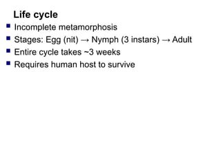 Comprehensive Overview of Anoplura (Lice): Morphology, Life Cycle, and ...
