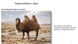 67
Fatores abióticos - Água
Os camelos e dromedários
conseguem obter água a partir da
gordura acumulada nas bossas.
Acumul...