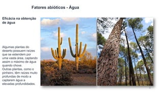 68
Fatores abióticos - Água
Eficácia na obtenção
de água
Algumas plantas do
deserto possuem raízes
que se estendem por
uma...