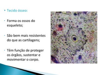  Tecido ósseo:
• Forma os ossos do
esqueleto;
• São bem mais resistentes
do que as cartilagens;
• Têm função de proteger
os órgãos, sustentar e
movimentar o corpo.
 