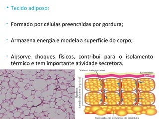  Tecido adiposo:
• Formado por células preenchidas por gordura;
• Armazena energia e modela a superfície do corpo;
• Absorve choques físicos, contribui para o isolamento
térmico e tem importante atividade secretora.
 