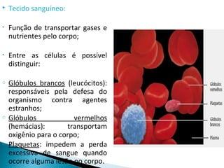 8 ano principais tipos de tecidos | PPT