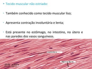  Tecido muscular não estriado:
• Também conhecido como tecido muscular liso;
• Apresenta contração involuntária e lenta;
• Está presente no estômago, no intestino, no útero e
nas paredes dos vasos sanguíneos.
 