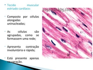  Tecido muscular
estriado cardíaco:
• Composto por células
alongadas
uninucleadas;
• As células são
agrupadas, como se
formassem uma rede;
• Apresenta contração
involuntária e rápida;
• Está presente apenas
no coração.
 