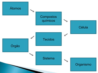 Átomos
Compostos
químicos
Célula
Tecidos
Órgão
Sistema
Organismo
 