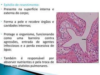  Epitélio de revestimento:
• Presente na superfície interna e
externa do corpo;
• Forma a pele e recobre órgãos e
cavidades internas;
• Protege o organismo, funcionando
como uma barreira contra
agressões, entrada de agentes
infecciosos e a perda excessiva de
água;
• Também é responsável por
absorver nutrientes e pela troca de
gases nos alvéolos pulmonares.
 