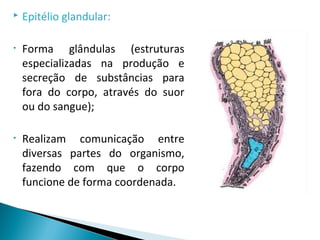  Epitélio glandular:
• Forma glândulas (estruturas
especializadas na produção e
secreção de substâncias para
fora do corpo, através do suor
ou do sangue);
• Realizam comunicação entre
diversas partes do organismo,
fazendo com que o corpo
funcione de forma coordenada.
 