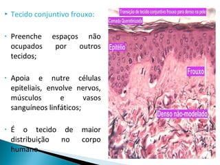  Tecido conjuntivo frouxo:
• Preenche espaços não
ocupados por outros
tecidos;
• Apoia e nutre células
epiteliais, envolve nervos,
músculos e vasos
sanguíneos linfáticos;
• É o tecido de maior
distribuição no corpo
humano.
 