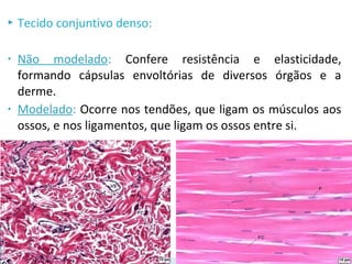  Tecido conjuntivo denso:
• Não modelado: Confere resistência e elasticidade,
formando cápsulas envoltórias de diversos órgãos e a
derme.
• Modelado: Ocorre nos tendões, que ligam os músculos aos
ossos, e nos ligamentos, que ligam os ossos entre si.
Não modelado Modelado
 