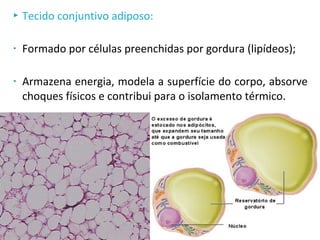  Tecido conjuntivo adiposo:
• Formado por células preenchidas por gordura (lipídeos);
• Armazena energia, modela a superfície do corpo, absorve
choques físicos e contribui para o isolamento térmico.
 