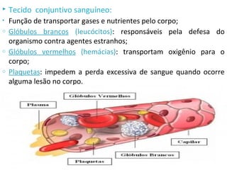  Tecido conjuntivo sanguíneo:
• Função de transportar gases e nutrientes pelo corpo;
o Glóbulos brancos (leucócitos): responsáveis pela defesa do
organismo contra agentes estranhos;
o Glóbulos vermelhos (hemácias): transportam oxigênio para o
corpo;
o Plaquetas: impedem a perda excessiva de sangue quando ocorre
alguma lesão no corpo.
 