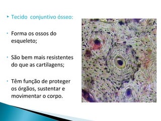  Tecido conjuntivo ósseo:
• Forma os ossos do
esqueleto;
• São bem mais resistentes
do que as cartilagens;
• Têm função de proteger
os órgãos, sustentar e
movimentar o corpo.
 