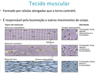  Formado por células alongadas que a torna contrátil;
 É responsável pela locomoção e outros movimentos do corpo.
 
