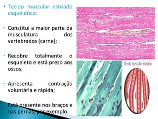  Tecido muscular estriado
esquelético:
• Constitui a maior parte da
musculatura dos
vertebrados (carne);
• Recobre totalmente o
esqueleto e está preso aos
ossos;
• Apresenta contração
voluntária e rápida;
• Está presente nos braços e
nas pernas, por exemplo.
 