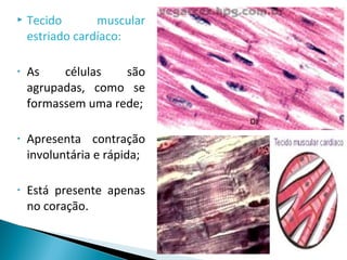  Tecido muscular
estriado cardíaco:
• As células são
agrupadas, como se
formassem uma rede;
• Apresenta contração
involuntária e rápida;
• Está presente apenas
no coração.
 